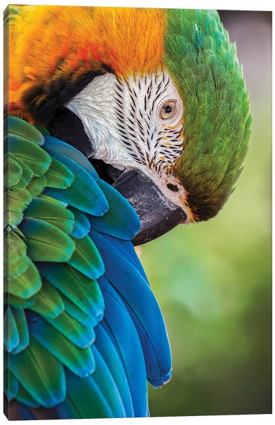 Blue And Gold Macaw Canvas Art Print - Adam Jones