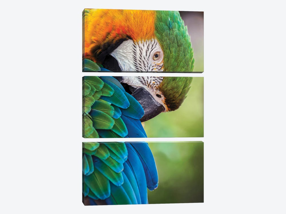 Blue And Gold Macaw by Adam Jones 3-piece Canvas Print