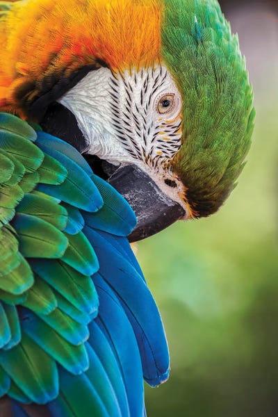 Macaws: Blue And Gold Macaw by Adam Jones