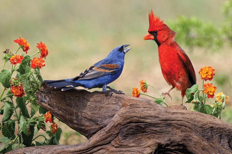 Blue Grosbeak And Male Northern Cardinal Fighting. Rio Grande Valley, Texas