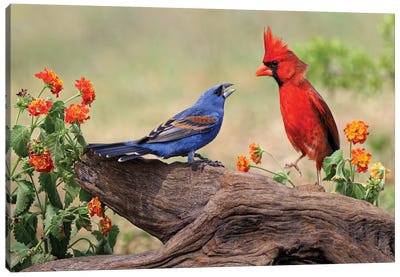 Blue Grosbeak And Male Northern Cardinal Fighting. Rio Grande Valley, Texas Canvas Art Print - Adam Jones