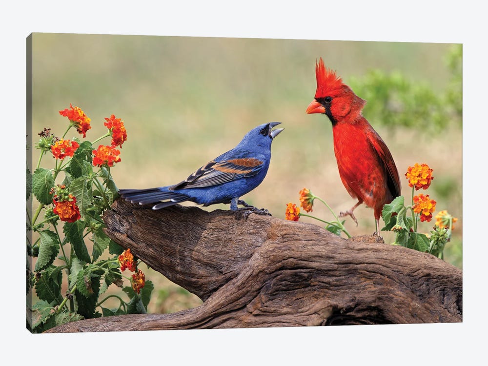 Blue Grosbeak And Male Northern Cardinal Fighting. Rio Grande Valley, Texas by Adam Jones 1-piece Canvas Wall Art