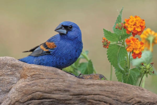 Canvas Print: Blue Grosbeak. Rio Grande Valley, Texas by Adam Jones