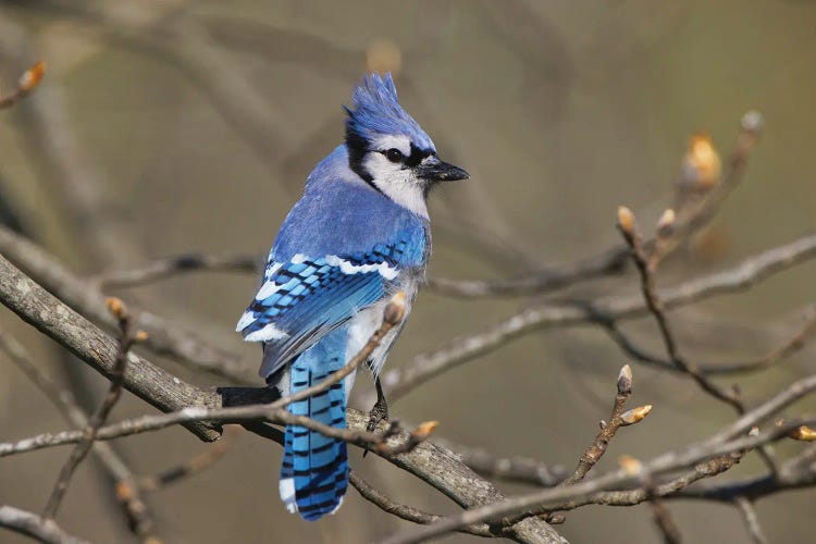 Blue Jay