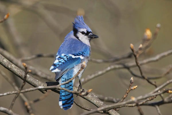 Blue Jay