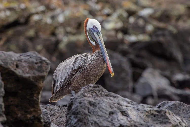 Brown Pelican, Espanola Island, Galapagos, Ecuador.