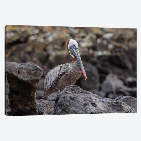 Brown Pelican, Espanola Island, Galapagos, Ecuador. Canvas Print #AJO132} by Adam Jones Art Print