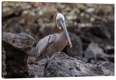 Brown Pelican, Espanola Island, Galapagos, Ecuador. Canvas Art Print - Pelican Art
