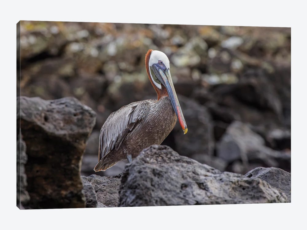 Brown Pelican, Espanola Island, Galapagos, Ecuador. by Adam Jones 1-piece Canvas Art