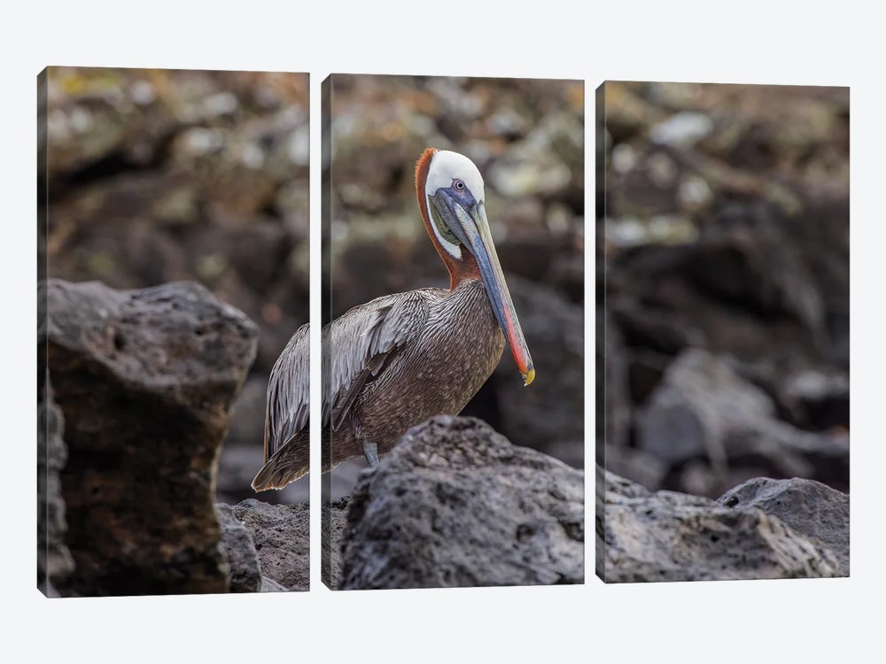 Brown Pelican, Espanola Island, Galapagos, Ecuador. by Adam Jones 3-piece Canvas Artwork