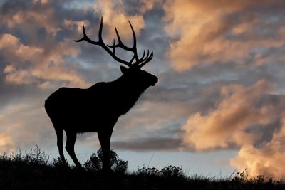 Bull Elk Or Wapiti Silhouetted At Sunrise On Ridge, Yellowstone National Park, Wyoming by Adam Jones multi panel art