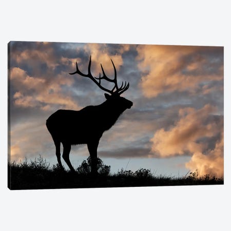 Bull Elk Or Wapiti Silhouetted At Sunrise On Ridge, Yellowstone National Park, Wyoming Canvas Print #AJO133} by Adam Jones Art Print