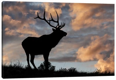 Bull Elk Or Wapiti Silhouetted At Sunrise On Ridge, Yellowstone National Park, Wyoming Canvas Art Print - Adam Jones