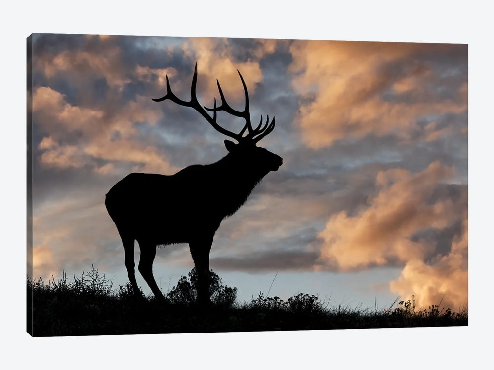 Bull Elk Or Wapiti Silhouetted At Sunrise On Ridge, Yellowstone National Park, Wyoming by Adam Jones 1-piece Canvas Art Print