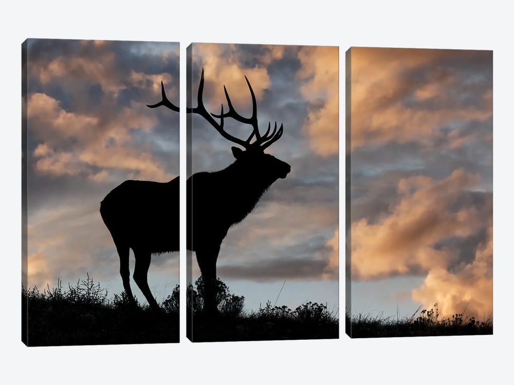 Bull Elk Or Wapiti Silhouetted At Sunrise On Ridge, Yellowstone National Park, Wyoming by Adam Jones 3-piece Art Print