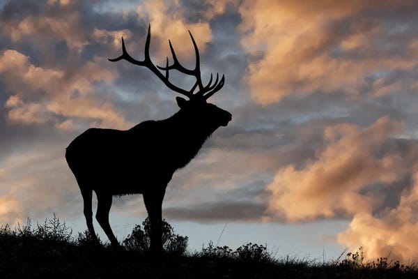 Elk: Bull Elk Or Wapiti Silhouetted At Sunrise On Ridge, Yellowstone National Park, Wyoming by Adam Jones