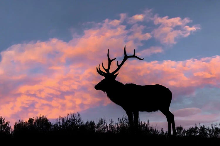 Bull Elk Or Wapiti Silhouetted On Ridge Top, Yellowstone National Park, Wyoming