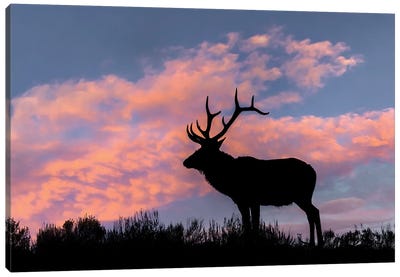 Bull Elk Or Wapiti Silhouetted On Ridge Top, Yellowstone National Park, Wyoming Canvas Art Print - Adam Jones