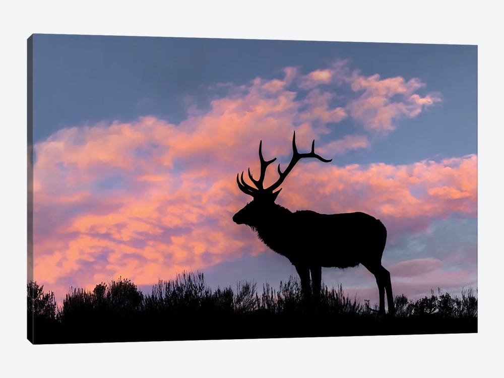 Bull Elk Or Wapiti Silhouetted On Ridge Top, Yellowstone National Park, Wyoming by Adam Jones 1-piece Canvas Art