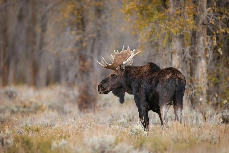 Bull Moose, Grand Teton National Park, Wyoming by Adam Jones wall art