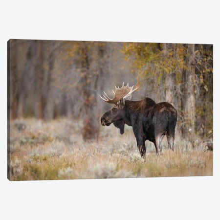 Bull Moose, Grand Teton National Park, Wyoming Canvas Print #AJO135} by Adam Jones Canvas Art