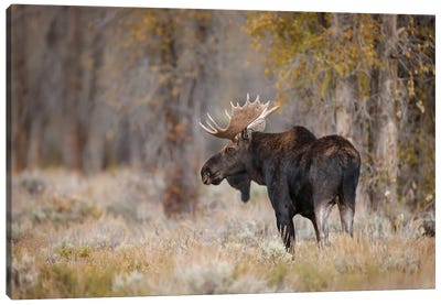 Bull Moose, Grand Teton National Park, Wyoming Canvas Art Print - Deer Art