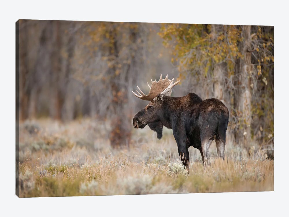 Bull Moose, Grand Teton National Park, Wyoming by Adam Jones 1-piece Art Print