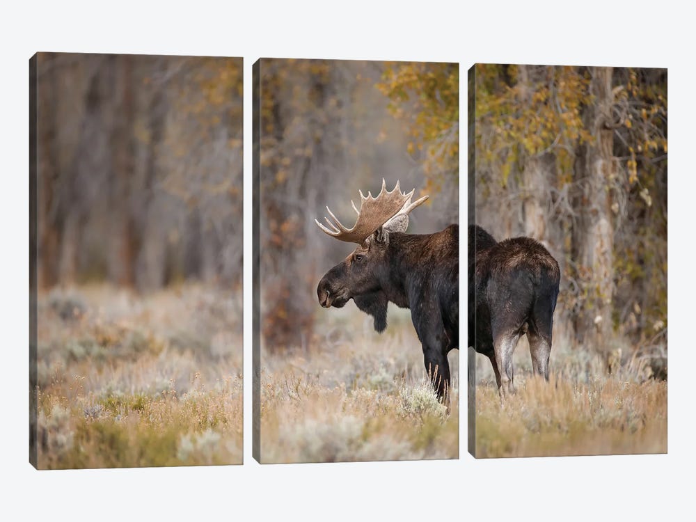 Bull Moose, Grand Teton National Park, Wyoming by Adam Jones 3-piece Canvas Art Print