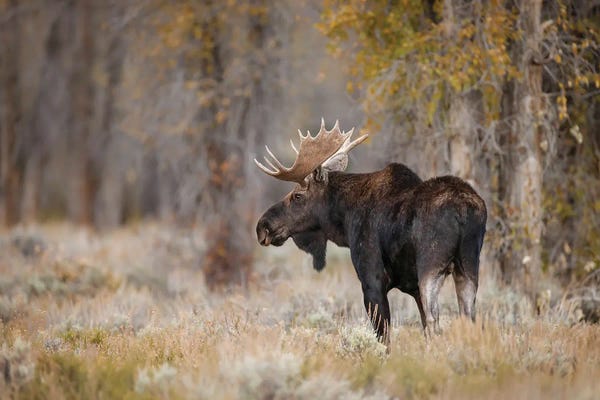 National Parks: Bull Moose, Grand Teton National Park, Wyoming by Adam Jones