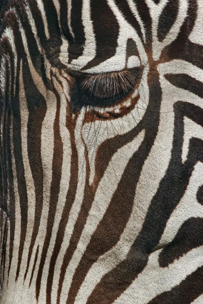 Burchell's Zebra Close-Up. Masai Mara, Kenya, Africa by Adam Jones framed canvas print