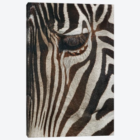 Burchell's Zebra Close-Up. Masai Mara, Kenya, Africa Canvas Print #AJO136} by Adam Jones Canvas Wall Art