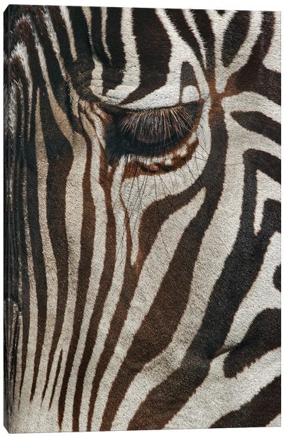Burchell's Zebra Close-Up. Masai Mara, Kenya, Africa Canvas Art Print - Adam Jones