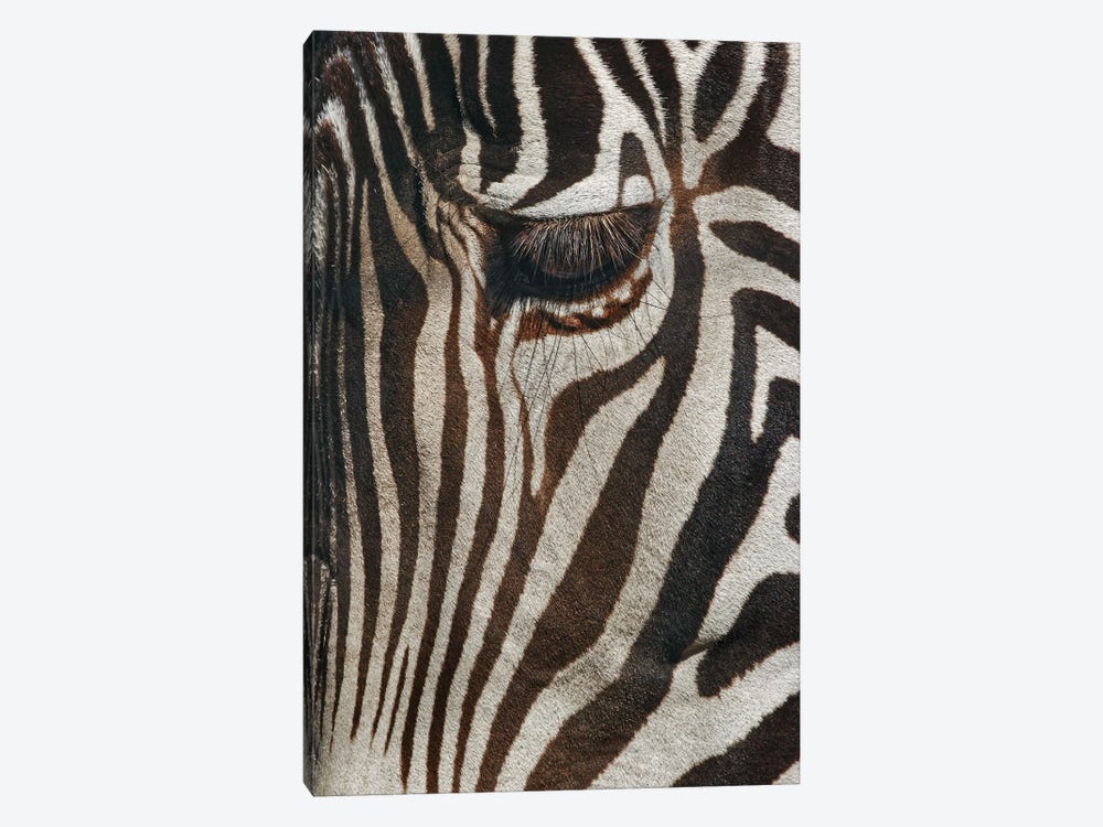 Burchell's Zebra Close-Up. Masai Mara, Kenya, Africa by Adam Jones 1-piece Canvas Art