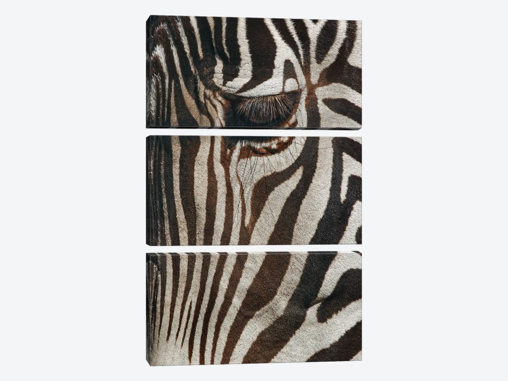 Burchell's Zebra Close-Up. Masai Mara, Kenya, Africa by Adam Jones 3-piece Canvas Artwork
