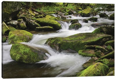 Cascading Mountain Stream, Great Smoky Mountains National Park, Tennessee, North Carolina Canvas Art Print - Tennessee Art