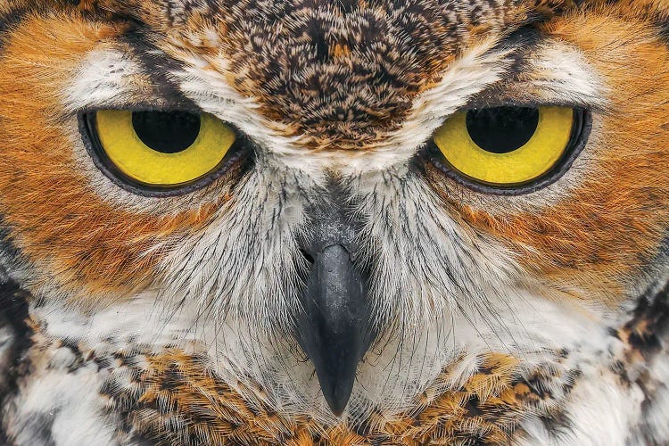 Close-Up Of Great Horned Owl