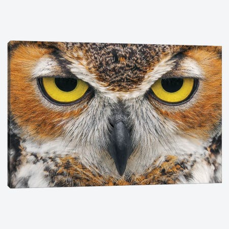 Close-Up Of Great Horned Owl Canvas Print #AJO139} by Adam Jones Canvas Print
