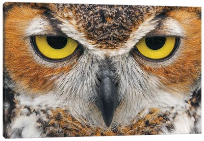 Close-Up Of Great Horned Owl Canvas Art Print - Adam Jones
