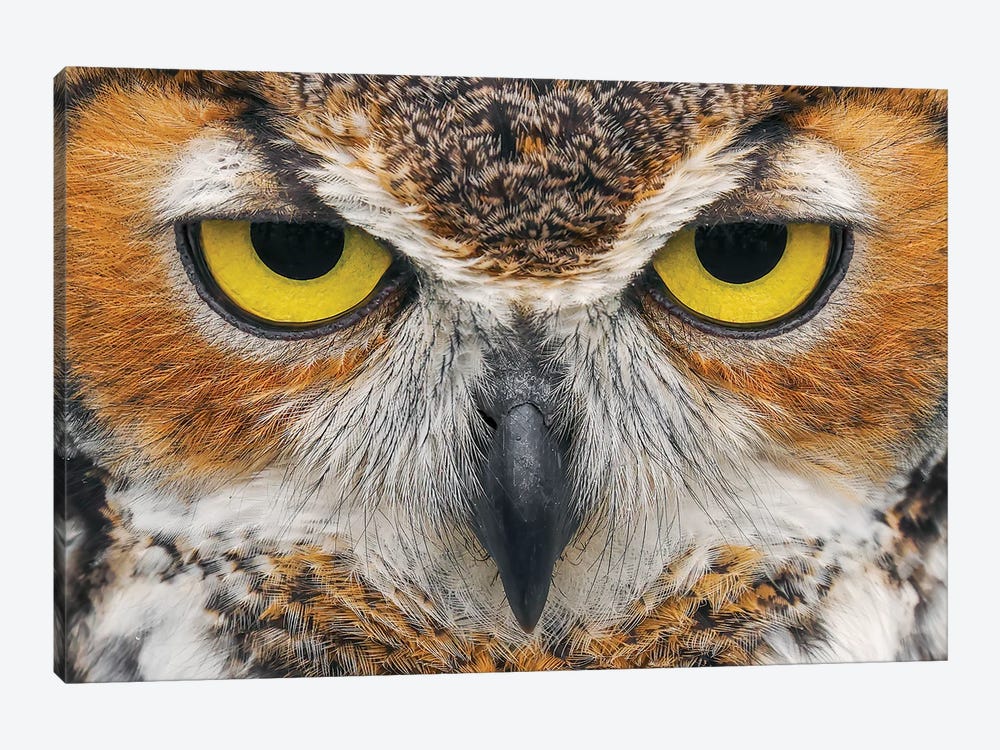 Close-Up Of Great Horned Owl by Adam Jones 1-piece Art Print