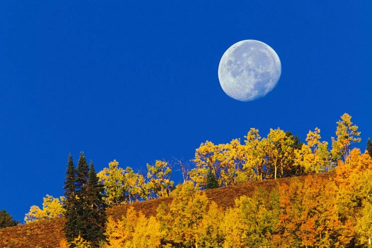 Autumn Moon At Sunrise, Gunnison National Forest, Colorado, USA