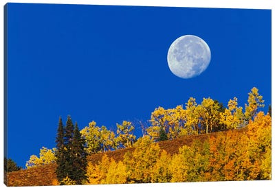 Autumn Moon At Sunrise, Gunnison National Forest, Colorado, USA Canvas Art Print
