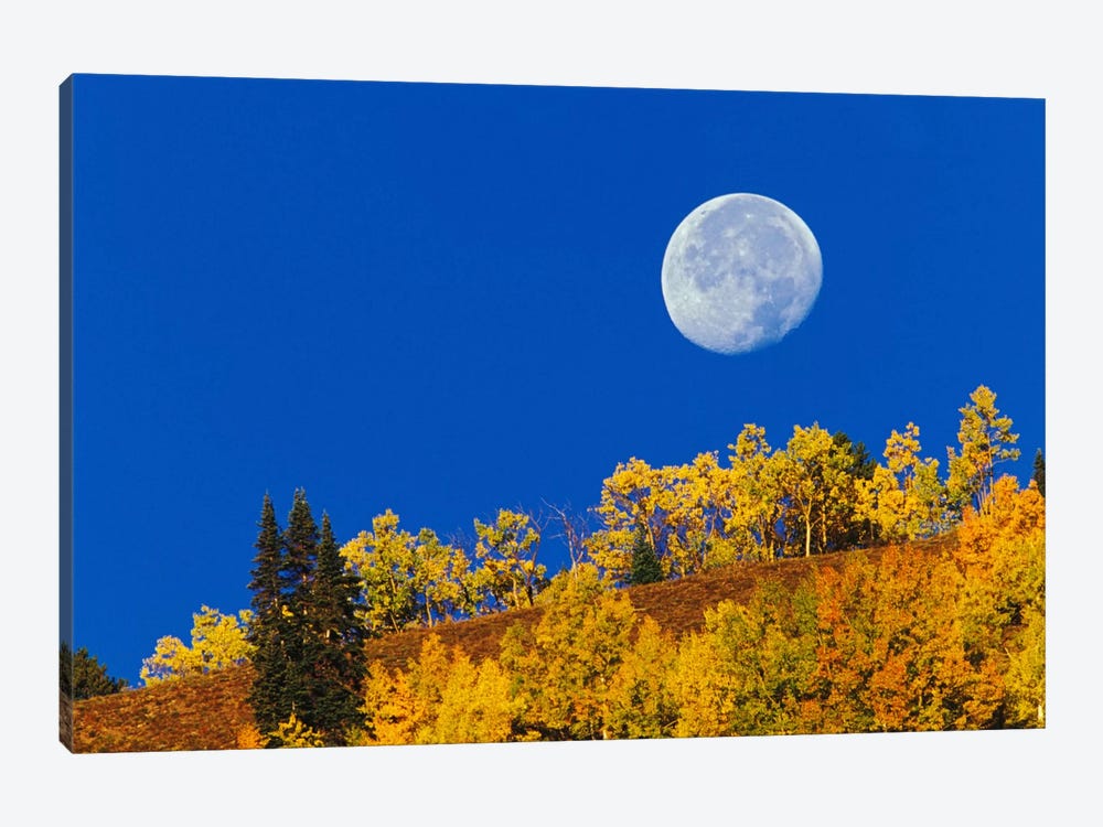 Autumn Moon At Sunrise, Gunnison National Forest, Colorado, USA by Adam Jones 1-piece Art Print