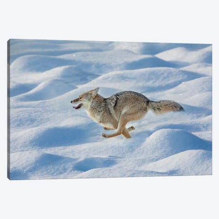 Coyote Running Through Fresh Snow, Yellowstone National Park, Wyoming Canvas Print #AJO140} by Adam Jones Canvas Artwork