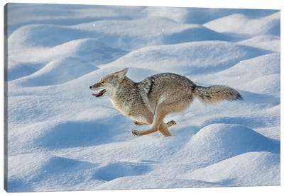 Coyote Running Through Fresh Snow, Yellowstone National Park, Wyoming Canvas Art Print - Adam Jones