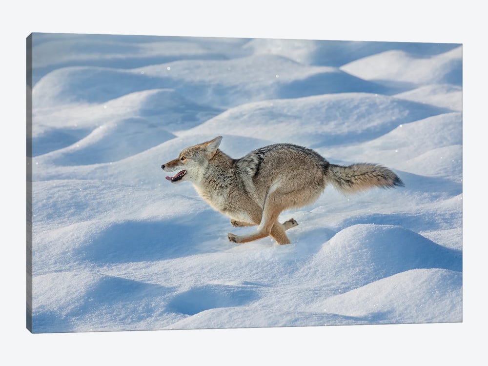 Coyote Running Through Fresh Snow, Yellowstone National Park, Wyoming by Adam Jones 1-piece Art Print