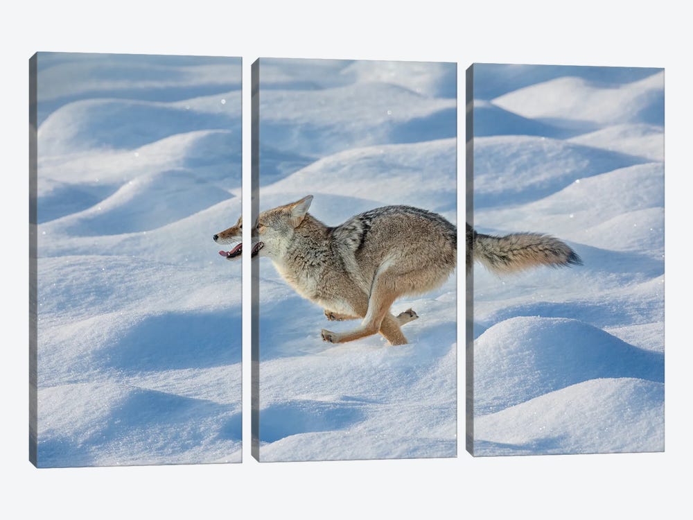 Coyote Running Through Fresh Snow, Yellowstone National Park, Wyoming by Adam Jones 3-piece Art Print