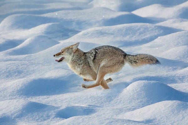 Coyotes: Coyote Running Through Fresh Snow, Yellowstone National Park, Wyoming by Adam Jones