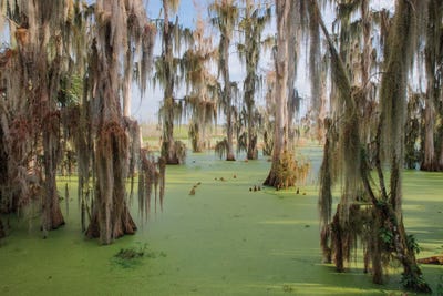 Cypress Trees Draped In Spanish Moss, Circle B Ranch, Polk County, Florida by Adam Jones framed canvas print