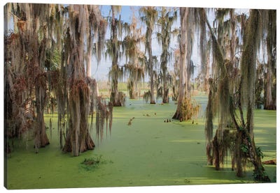 Cypress Trees Draped In Spanish Moss, Circle B Ranch, Polk County, Florida Canvas Art Print - Adam Jones