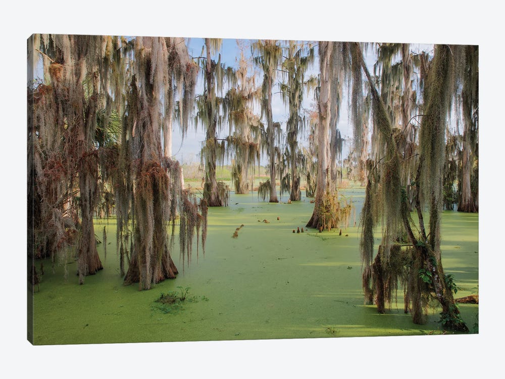 Cypress Trees Draped In Spanish Moss, Circle B Ranch, Polk County, Florida by Adam Jones 1-piece Canvas Wall Art